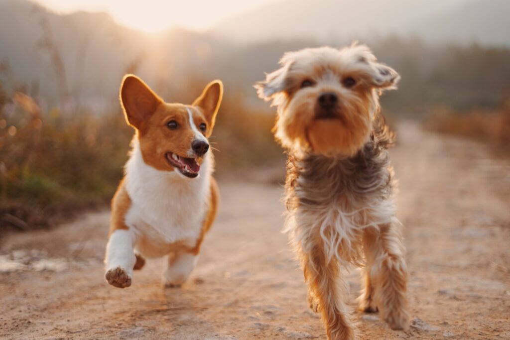A corgi and another cute small dog playing together